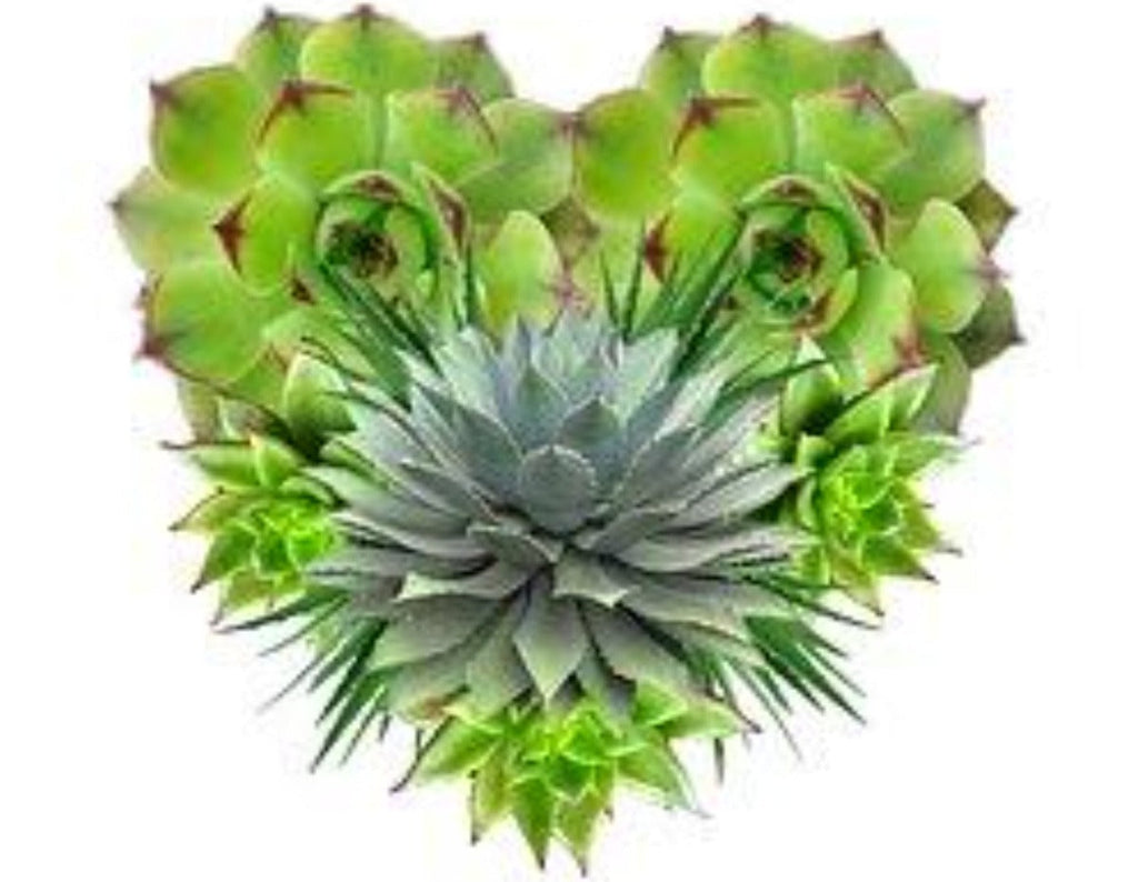 Why are We Obsessed With Succulents?