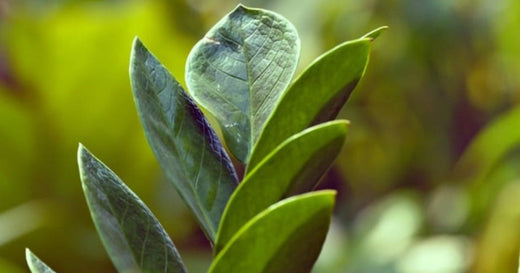 Is ZZ Plant a Succulent or Something Else?