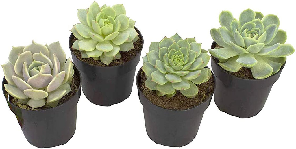 How Many Types of Echeveria Succulents are There? Find Out Here!