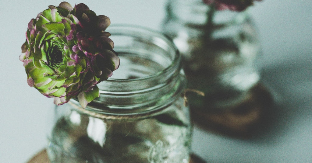 How to Grow Succulents in Water