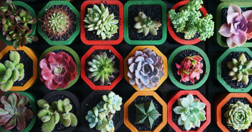 How to Care for Succulent Plants