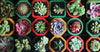 How to Care for Succulent Plants