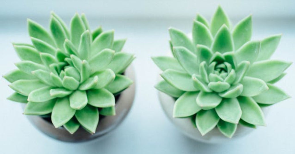 The Best Succulents Plants to Grow Indoors