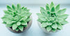 The Best Succulents Plants to Grow Indoors