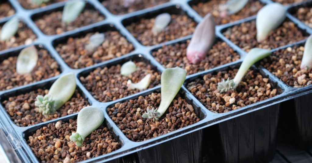 How to Grow Succulents From Leaves