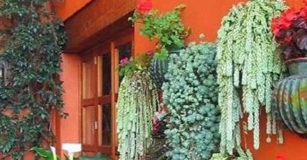 Hanging Succulent Plants to Grow at Home