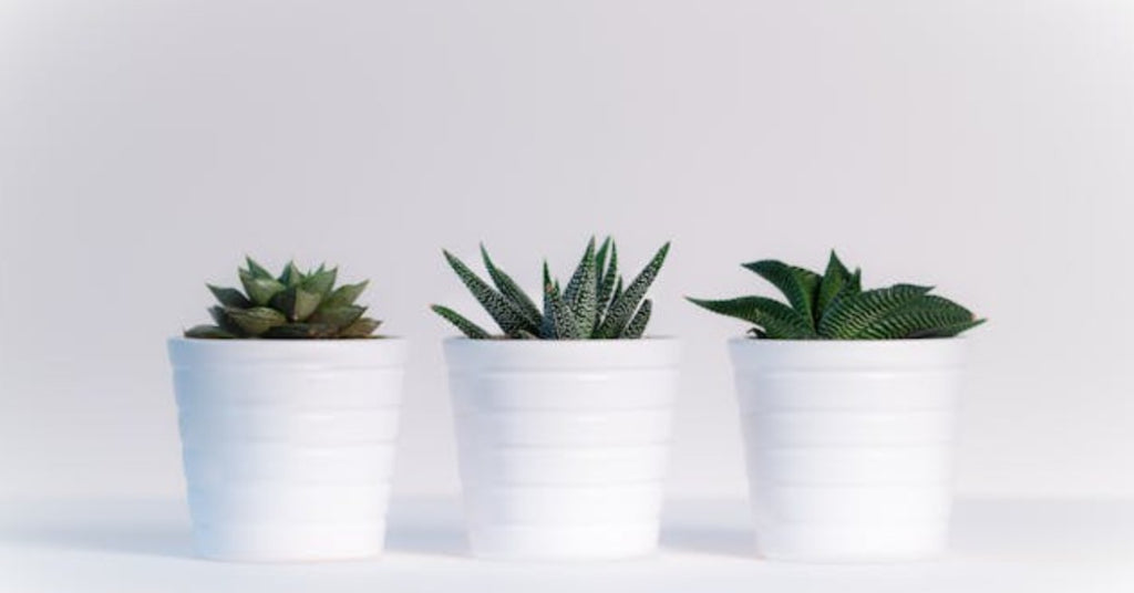 Succulents That Don't Need Much Sun