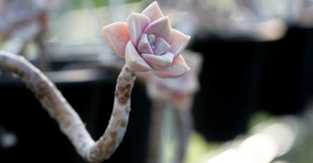 How to Fix Stretched Succulent Plants in Pots