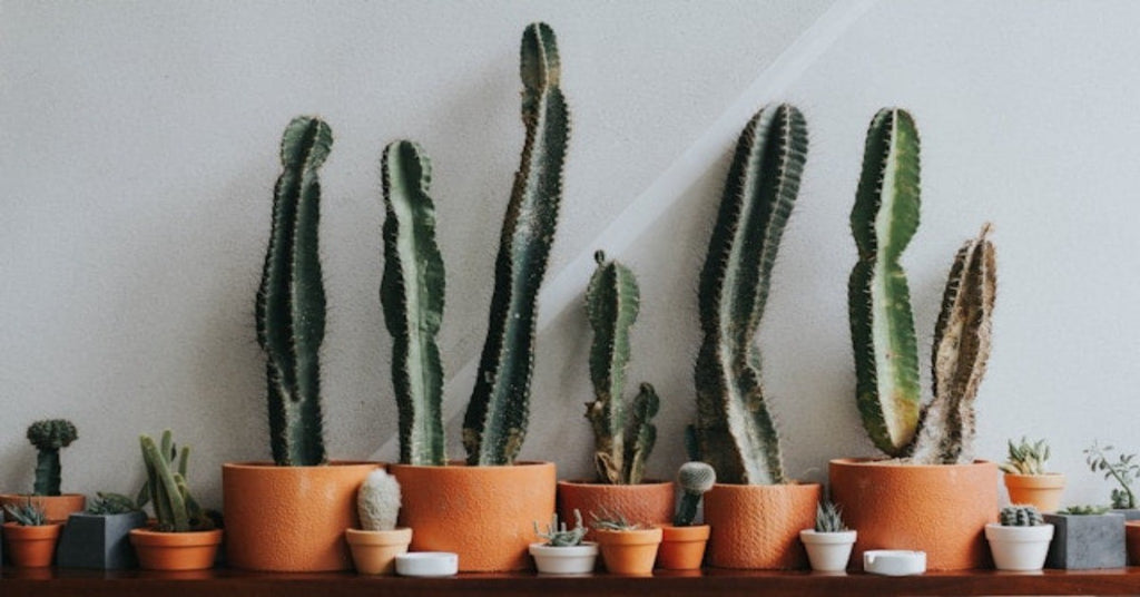 How to Grow Cactus Plants From Cuttings Indoors