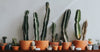 How to Grow Cactus Plants From Cuttings Indoors