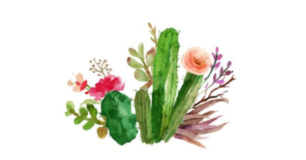 Welcome to Obsessed With Succulents