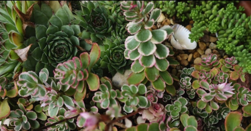 Discover the Hidden Health Value of Succulent Plants