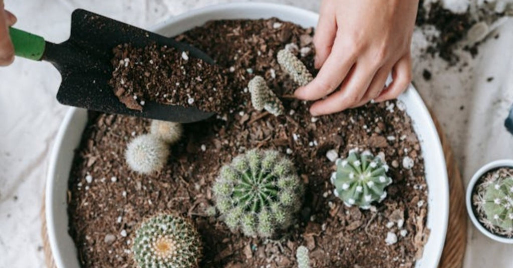 The Best Cactus and Succulent Soil