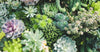 How to Fertilize Succulents (The Right Way)