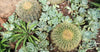 Are Cacti and Succulents the Same?