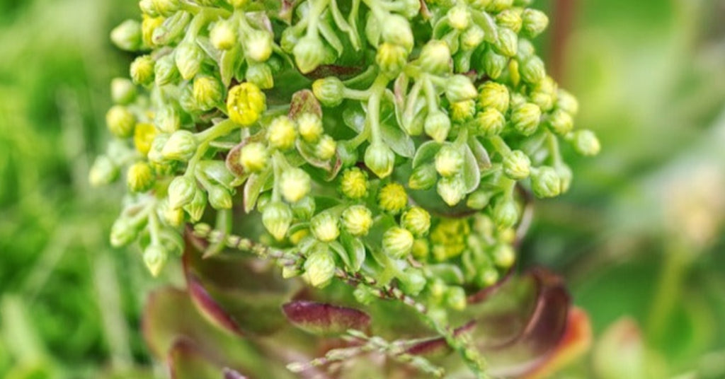 How to Grow Succulents From Seeds