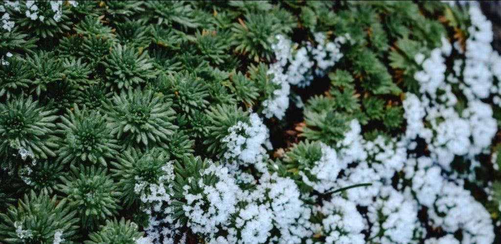 Which Succulent Plants Grow Best in the Winter?