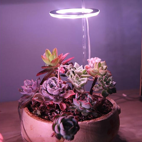 Image of led grow lights