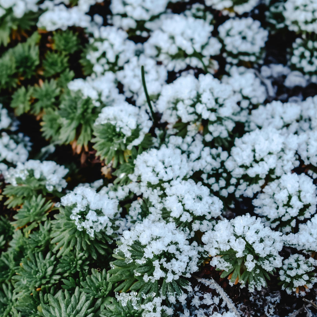 Which Succulent Plants Grow Best in the Winter?