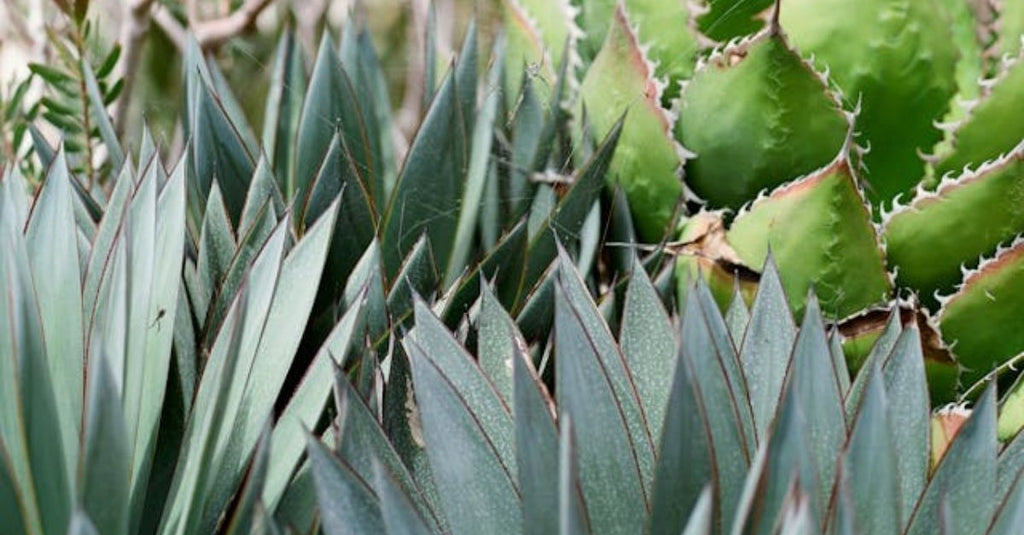 Simple Tips on How to Grow and Care for Agave Plants