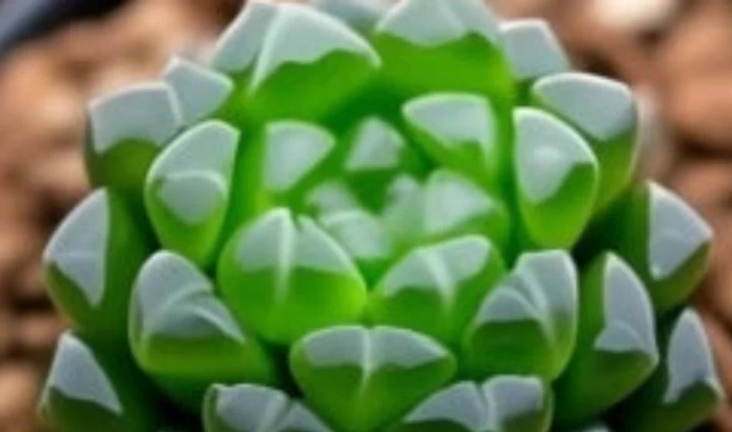 Growing Alien Eggs Succulent Plants