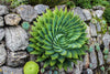 How many Different Types of Aloe Plants? Check it out...