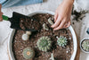 The Best Cactus and Succulent Soil