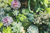 How to Fertilize Succulents (The Right Way)