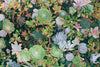 Seasonal Care Tips for Succulents: What to Do Throughout the Year