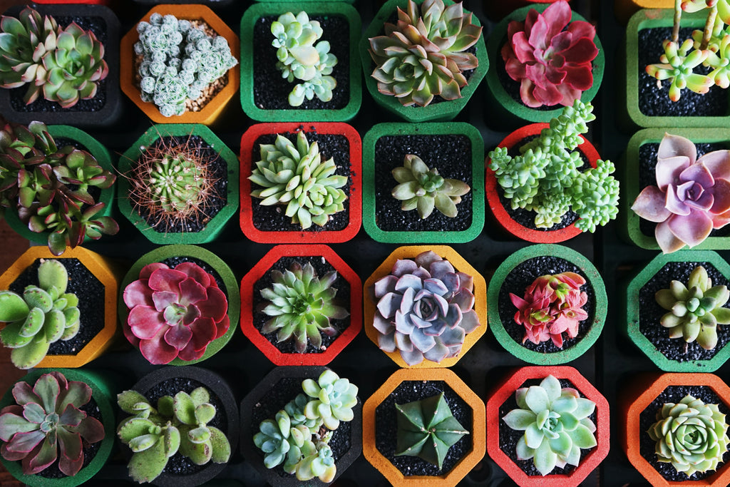 How to Care for Succulent Plants