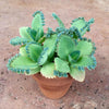 Top Tips for Beautiful Mother of Thousands Succulents