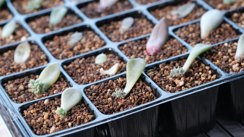 How to Grow Succulents From Leaves