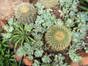 Are Cacti and Succulents the Same?