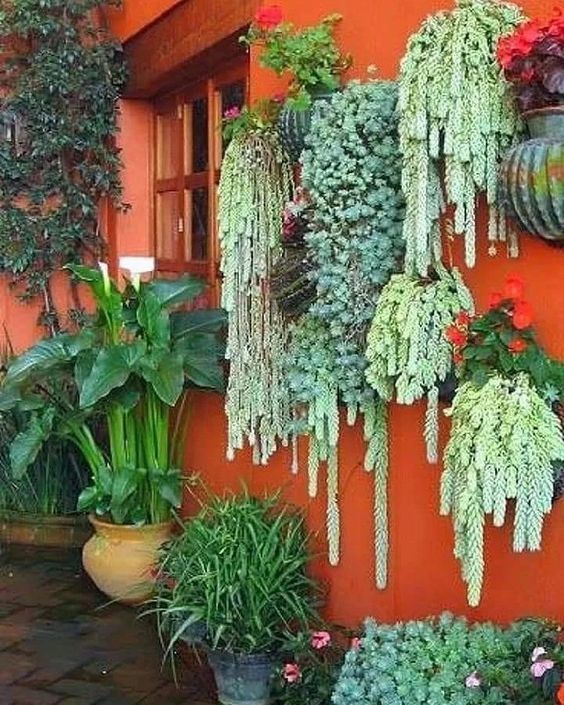 Hanging Succulent Plants to Grow at Home