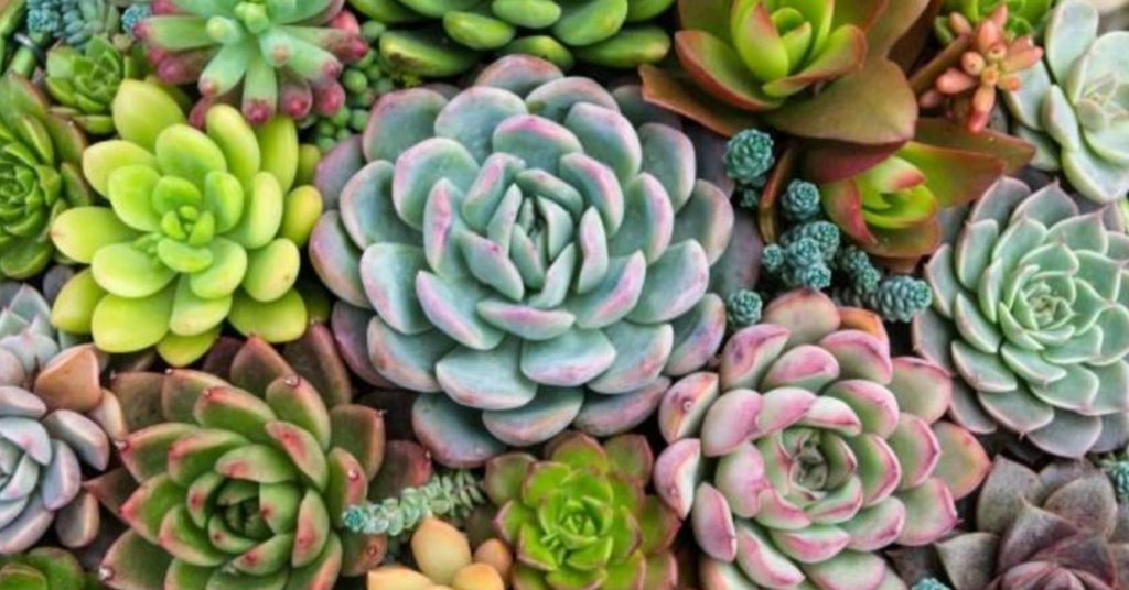 How Many Types of Echeveria Succulents are There? Find Out Here!