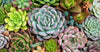 How Many Types of Echeveria Succulents are There? Find Out Here!