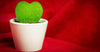How to Propagate Sweetheart Hoya Succulent Plants