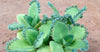 How to Grow and Care for Mother of Thousands Succulents
