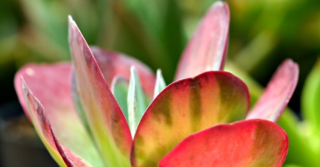 How to Grow and Care for Paddle Plant Succulents