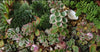 Discover the Hidden Health Value of Succulent Plants