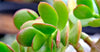 How to Grow and Care for Jade Succulent Plants