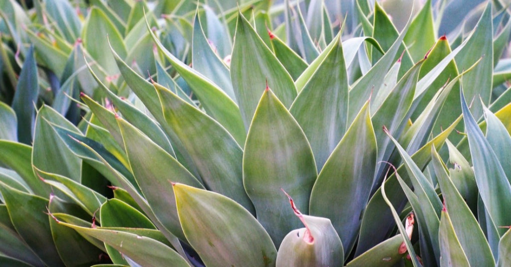 Are Succulent Plants Toxic?