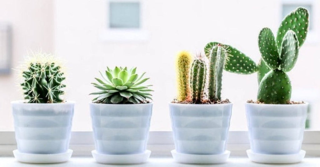 The Natural Benefits of Succulent Plants