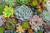 How many types of Echeveria Succulents are there?