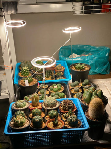 Image of Angel Ring Indoor LED Grow Lights 🌵