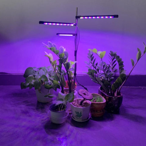 Image of LED Indoor Succulent Plant Lights